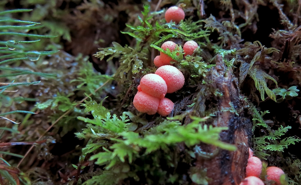 Blutmilchpilz kleiner Blutmilchpilz am Waldboden