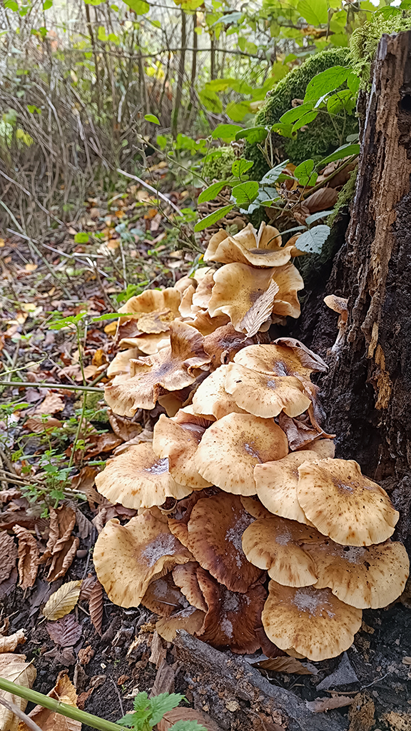 Ringloser Hallimasch Ringloser Hallimasch