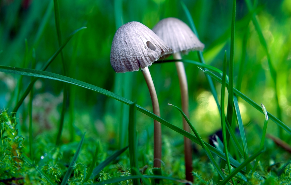 Graublättriger Helmling Pilz Graublättriger Helmling zwischen feuchtem Moos und Grashalmen
