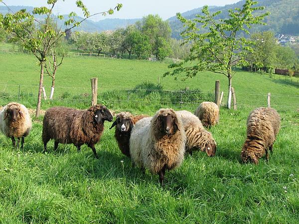 Für die Landschaftspflege bei uns super geeignet - gut im Verbeißen und wetterhart Für die Landschaftspflege bei uns super geeignet - gut im Verbeißen und wetterhart