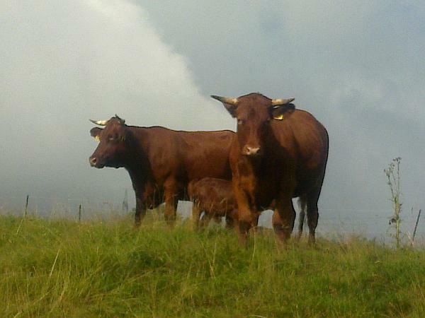 Auch wenn Regen droht - das Rote Höhenvieh steht zusammen, hier die ganze Familie
