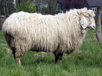 Unsere Weißen Bergschaf können die Ruhe genießen Unsere Weißen Bergschaf können die Ruhe genießen