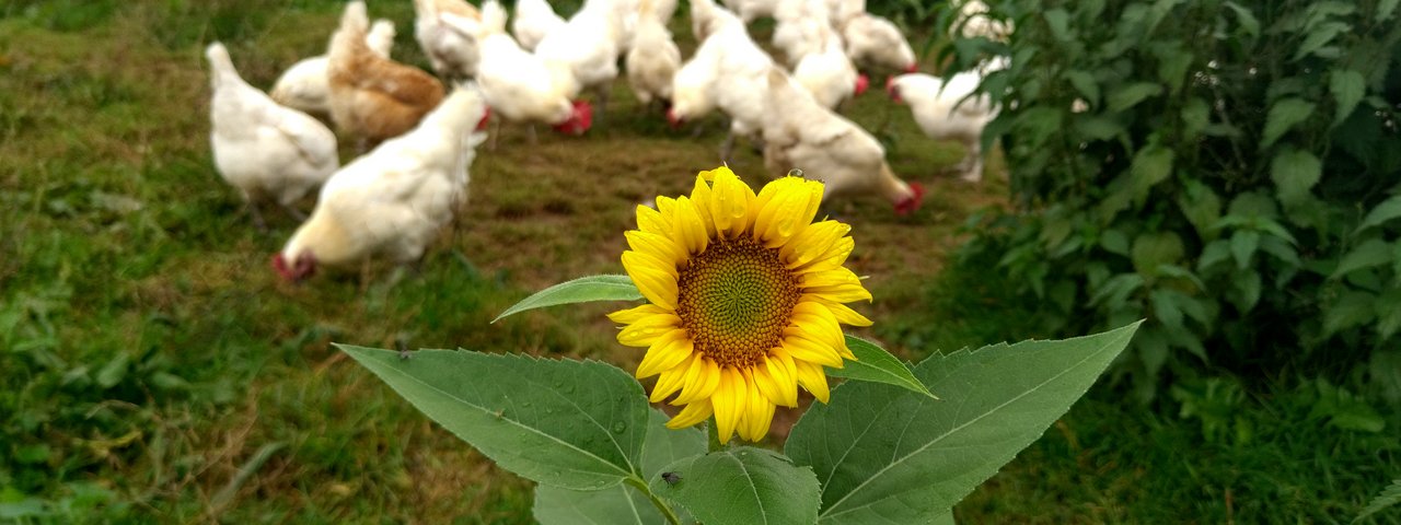 Auf dem Weg zum Vielfaltshof