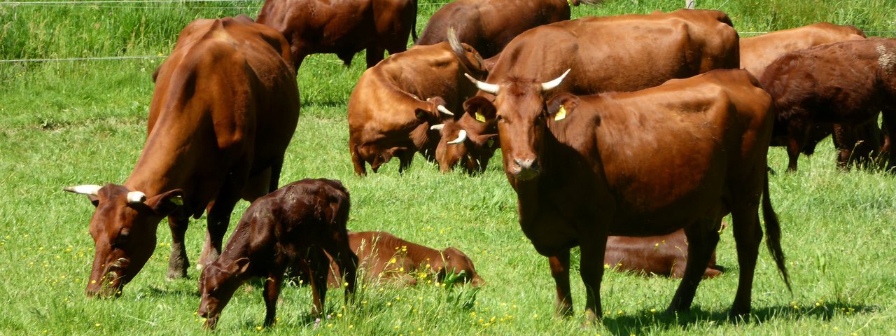 Einfach herrlich: Rotes Vieh auf grünen Weiden