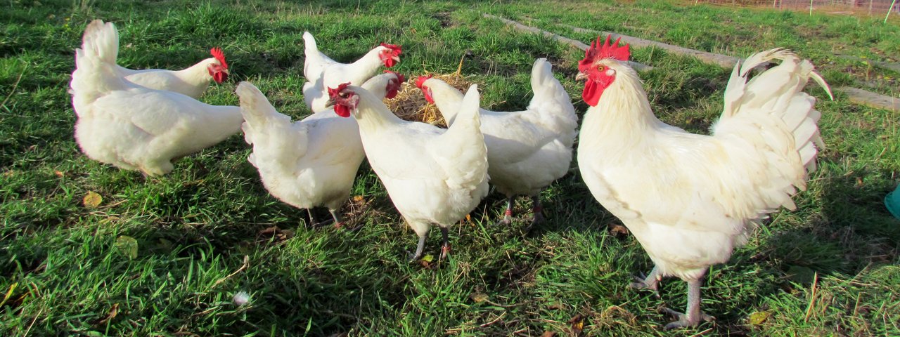 Rassehühner - robuste Hühner in kleinen Gruppen