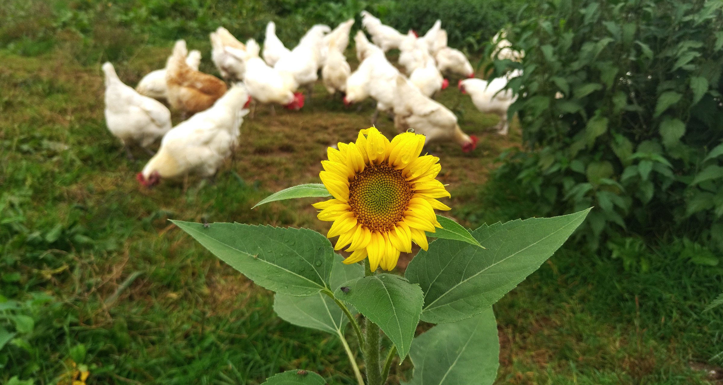 Auf dem Weg zum Vielfaltshof